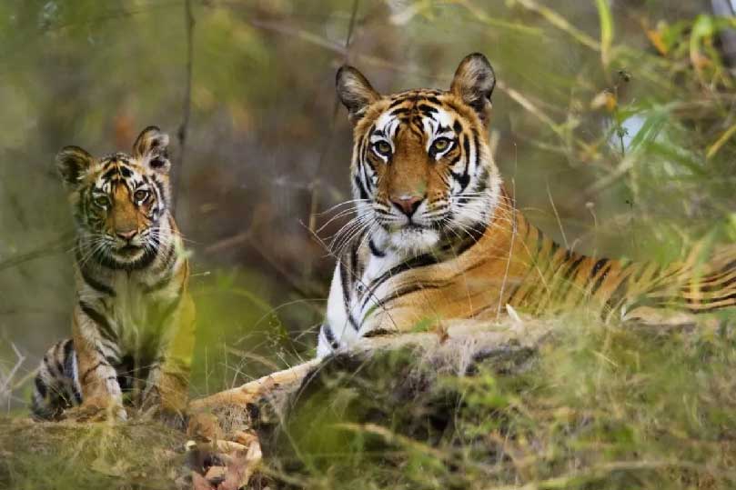 Golden Triangle and Bandhavgarh