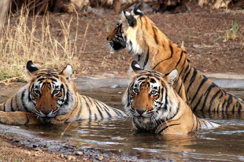 Golden Triangle Tours with Ranthambore Tiger Safari